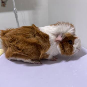 Rescue Guinea Pig Guinea Pigs for Adoption in York, Pennsylvania - Brownie | PetCurious
